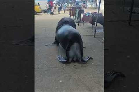 Sea Lion Wanders Through Market Street