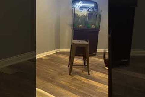 CatHilariously Jumps Into Fish Tank