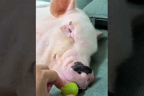 Sleepy Pig Wakes for Grapes | FUNNIEST Pets of the Week