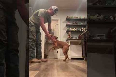 Boxer Dog Ignores Man Who Wants to Pet Him