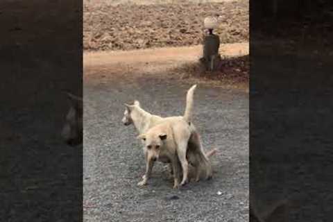 Dog Stands Atop Another Dog