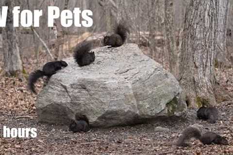 Black and Brown Squirrels in a Canadian Forest - 10 Hour Cat TV for Pets and People - Mar 25, 2024