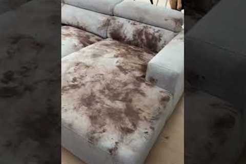 Golden Retriever Covers Couch With Mud