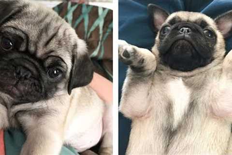 AWW 🥰 The Best Adorable Pug Puppies in The Planet Makes Your Heart Melt | Cute Puppies