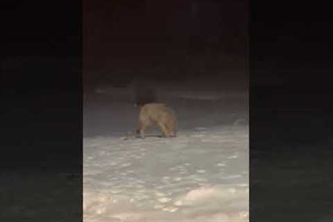 Dogs Realize They Were Playing With A Wolf in Backyard