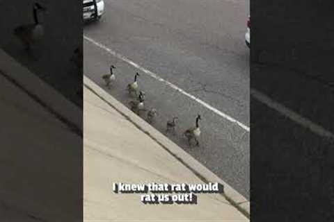 ⭐️ These Geese Are Gangsters! 🤪