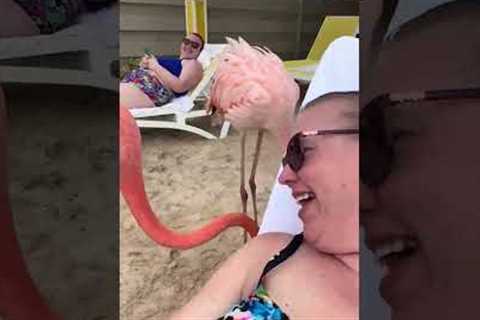 Woman Greeted By Unexpected Feathered Guest At Pool