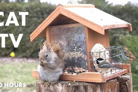 Red Squirrels, Chipmunks and Backyard Birds - 10 Hour Cat TV for Cats to Watch 😺 - Mar 29, 2024