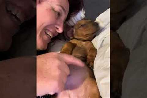 Woman Teases Her Adorable Puppy's Belly