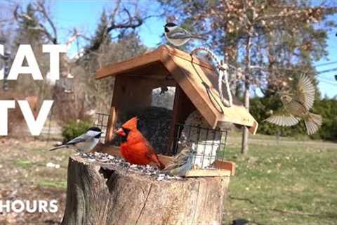 Sunday Morning Brunch for Backyard Birds and Squirrels - 10 Hour Cat TV for Pets - Mar 31, 2024