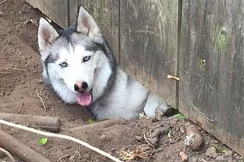 Huskies are known for being escape artists, Funniest Dogs Ever!