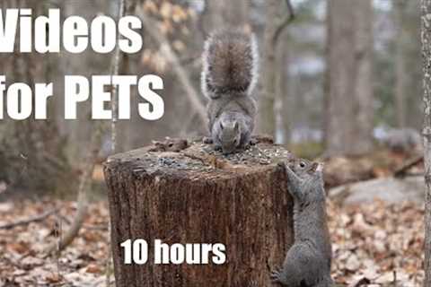 Cat TV for Cats to Watch 😺 - Forest Squirrels Battle for Seeds - 10 Hours - Apr 01, 2024