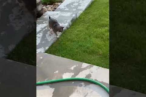 Cat Plays with Water Hose!