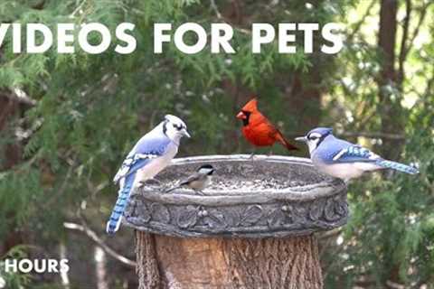 Blue Jays, Cardinals, Grackles and Backyard Squirrels - 10 Hour CAT TV for Pets - Apr 02, 2024