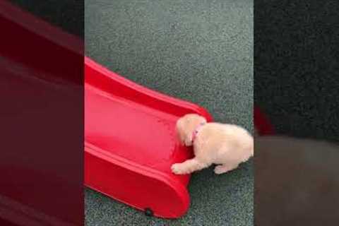 Adorable Puppy Plays on Slide!