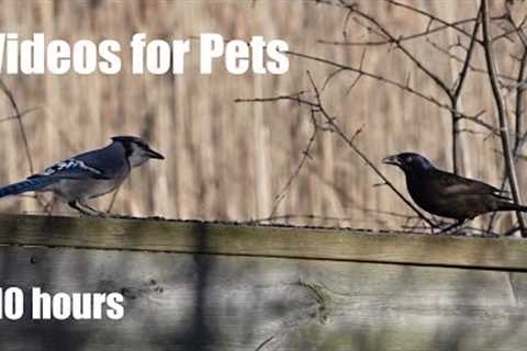 Boardwalk Birds, Squirrels and Forest Friends - 10 Hour CAT TV for Cats to Watch 🐱 - Apr 03, 2024