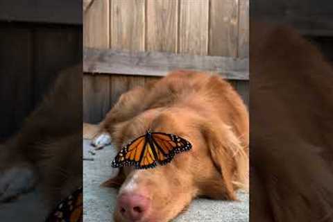 Butterfly Rests on Dog's Face!