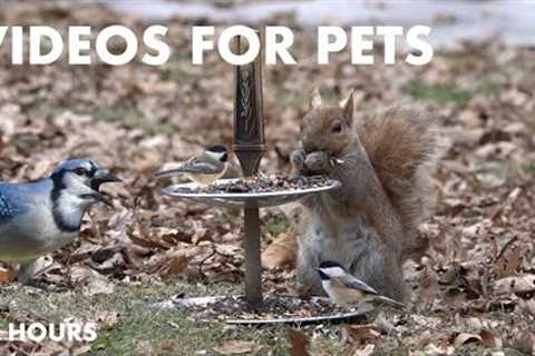 Backyard Birds and Squirrels Enjoying the Seed Buffet - 10 Hour Video for Pets 😺 - Apr 05, 2024