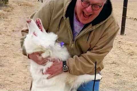 Dogs Get So Excited When They See Their Dad After Time Apart