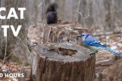 Chipmunks, Birds and Squirrels in a Canadian Forest - 10 Hour CAT TV for Pets to Watch - Apr 8, 2024