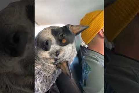 Weird Dog Rides In Car Upside Down