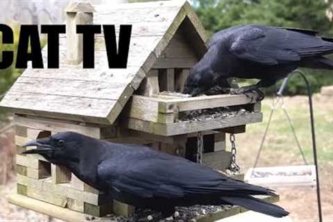 Ravens, Blue Jays and Backyard Birds - 10 Hour CAT TV for Pets to Watch 🐱 - Apr 09, 2024