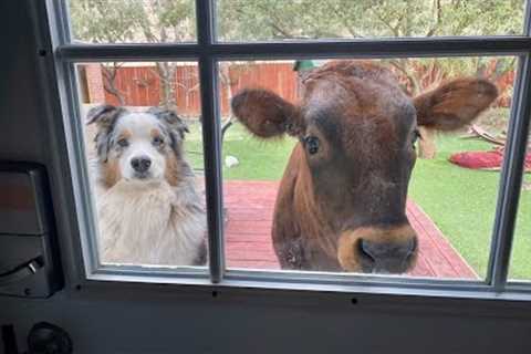 When your dog brings home new friends 🙈🤣Funniest Dog Ever!