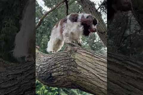 Dog Goes on Tree Climbing Adventure!