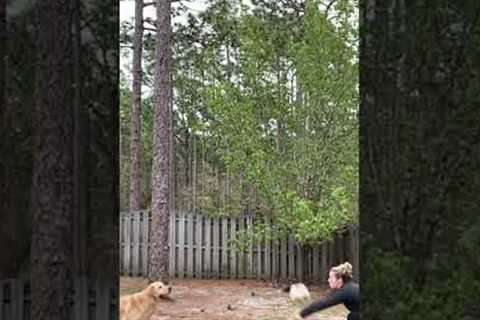 Amazing Dog Plays Volleyball!