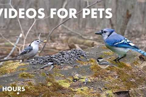 Chipmunks, Birds and Squirrels in a Canadian Forest - 10 hour Cat TV for Pets🐱  - Apr 11, 2024