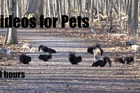 A Scurry of Squirrels on the Trail - 10 Hour Video for Pets and People to Watch - Apr 12, 2024