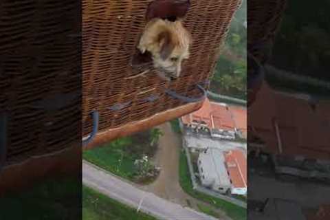 Dog Enjoys Hot Air Balloon Ride