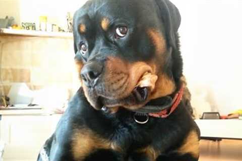 Rottweiler is also known as the clown prince of dogs 😅