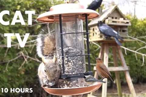 Sunday Morning Brunch for Backyard Birds and Squirrels - 10 Hour CAT TV for Pets - Apr 14, 2024