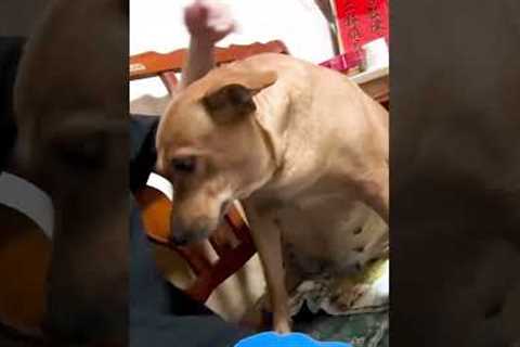 Dog Demands Hug by Pulling On Pet Parent's Hand!