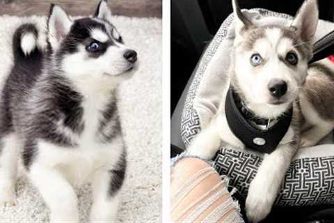 😍 Adorable Husky Babies That Will Make Your Day 🐶🐶 | Cute Puppies