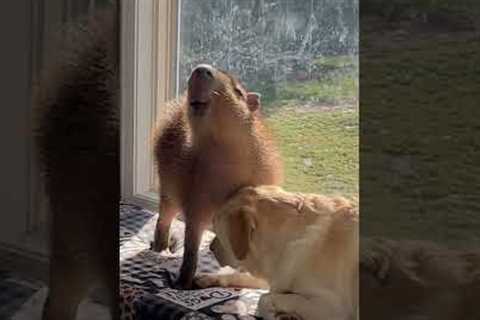 Capybara Enjoys Dog's Company