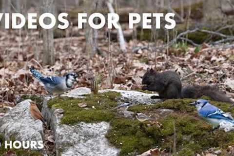 Black Squirrels, Chipmunks and Animals in a Canadian Forest - 10 hour Video for Pets - Apr 17, 2024