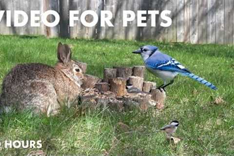 Rabbits, Blue Jays, Red-winged Black Birds, Cardinals and More! - 10 Hour Cat TV - Apr 18, 2024