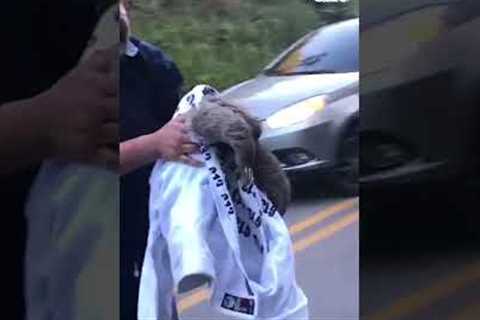 Kind Stranger Rescues Sloth from Street