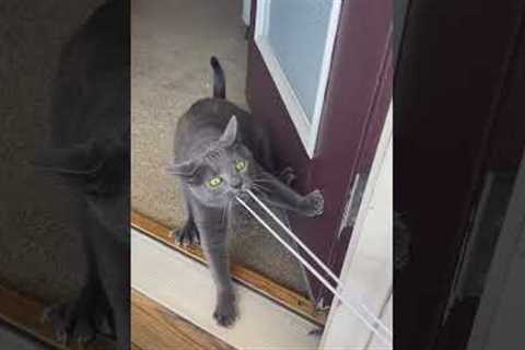 Cat and Owner Play Intense Game of Tug of War