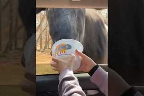 Friends Try to Feed Animals in Car