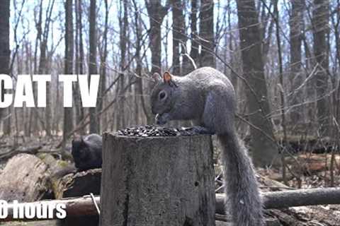 Sunday Morning Squirrels in the Forest - 10 Hour Video for Pets and People - Apr 21, 2024