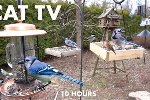 Backyard Bliss for Birds and Squirrels - 10 Hour Cat TV for Cats to Watch 😺 - Apr 22, 2024