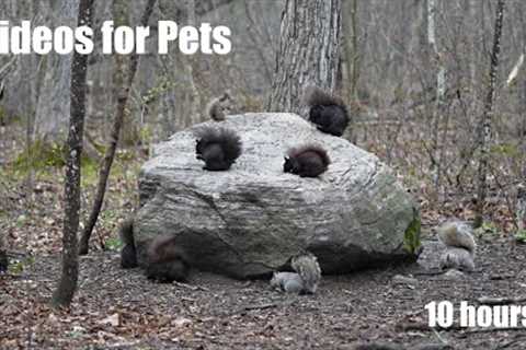 A Scurry of Squirrels in the Forest - 10 Hour Relaxing Video for Pets and People 😺 - Apr 23, 2024