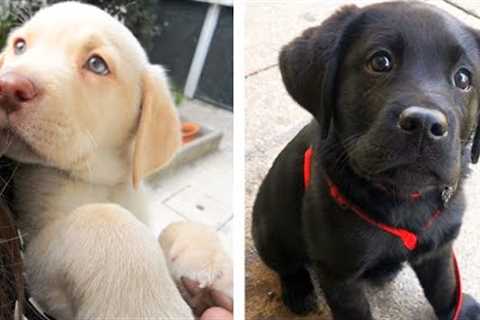 Let's See What These Adorable Labrador Puppies Are Doing😍😘| Cute Puppies