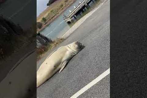 Down Under Daredevils: Australia's Hardcore Wildlife!