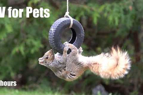 Squirrels Playing on the Tire Swing - 10 Hour Video for Pets and People to Enjoy - Apr 24, 2024