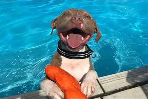 Pitbulls are known as the goofiest dog on the planet