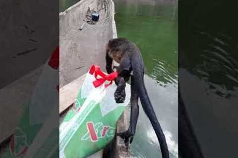 Man on Boat Saves Monkey Struggling in River